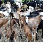 काठमाडौँ उपत्यकामा आजदेखि खसीबोकाको स्वास्थ्य परीक्षण हुने