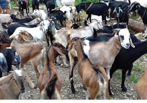 काठमाडौँ उपत्यकामा आजदेखि खसीबोकाको स्वास्थ्य परीक्षण हुने