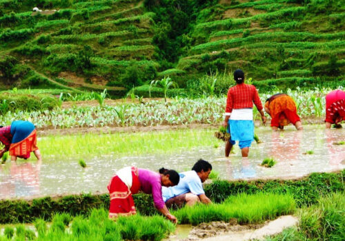 आज असार पन्ध्र नेपालभर राष्ट्रिय धान दिवस मनाईदै