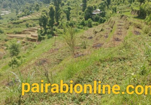 धादिङमा ६० प्रतिशत मात्र राेपाई सम्पन्न, साउन दाेस्राे साता सम्म पनि भएन प्रयाप्त वर्षा