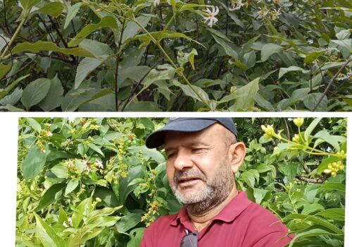 मोवाखोला सामुदायिक वनकाे पारिजात जंगल संरक्षणमा  वन कार्याालय धादिङकाे चासो, पर्यटन र जरिबुटीकाे सम्भावना